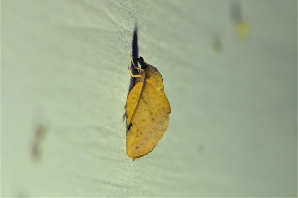Gastropacha populifolia - sárga pohók