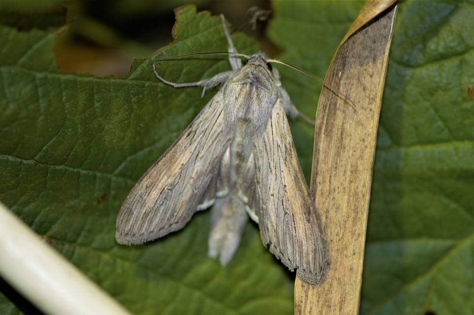 Cucullia umbratica - közönséges csuklyásbagoly