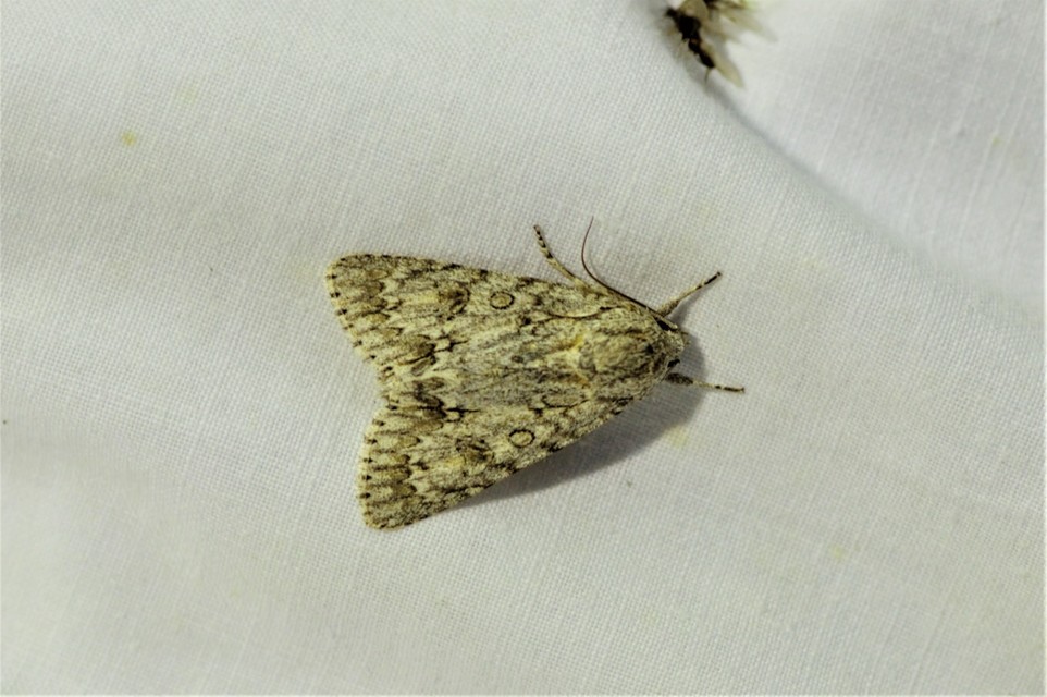 Acronicta aceris - vadgesztenye-szigonyosbagoly