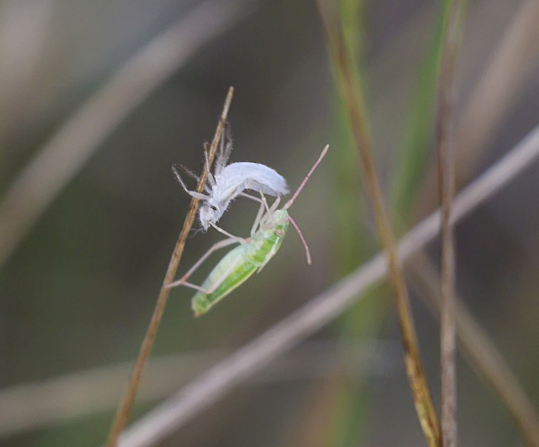 Myrmus miriformis - kurtaszárnyú karimáspoloska
