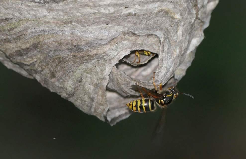Dolichovespula media - szögletesfejű darázs