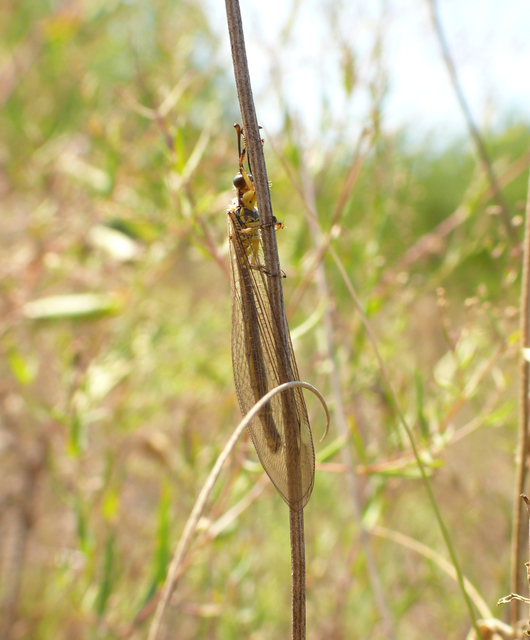 Myrmecaelurus trigrammus - hangyafarkas