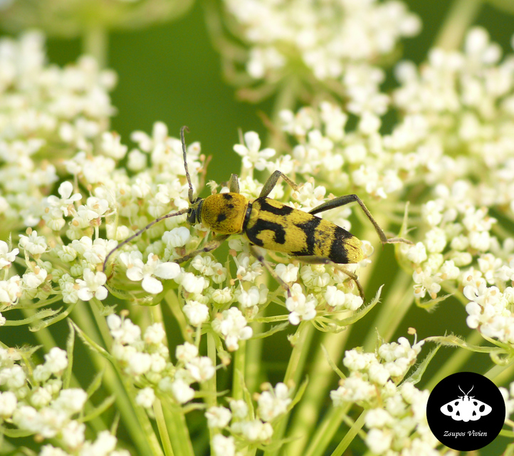 Chlorophorus varius - díszes darázscincér