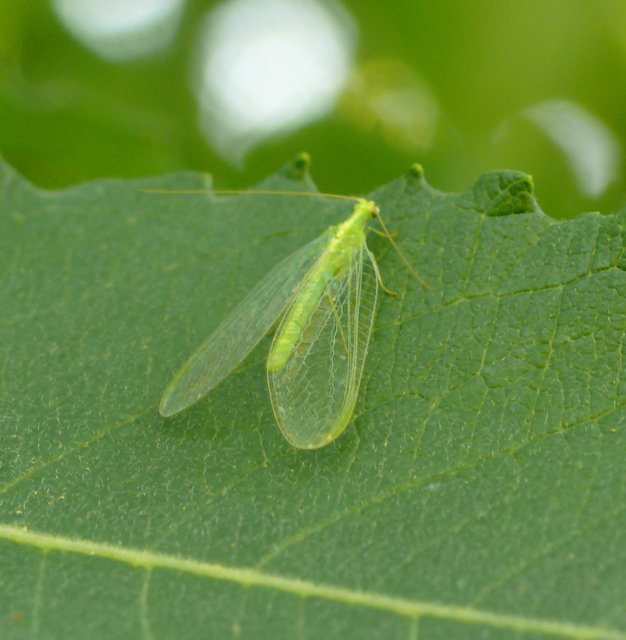 Chrysopidae - zöldfátyolkák