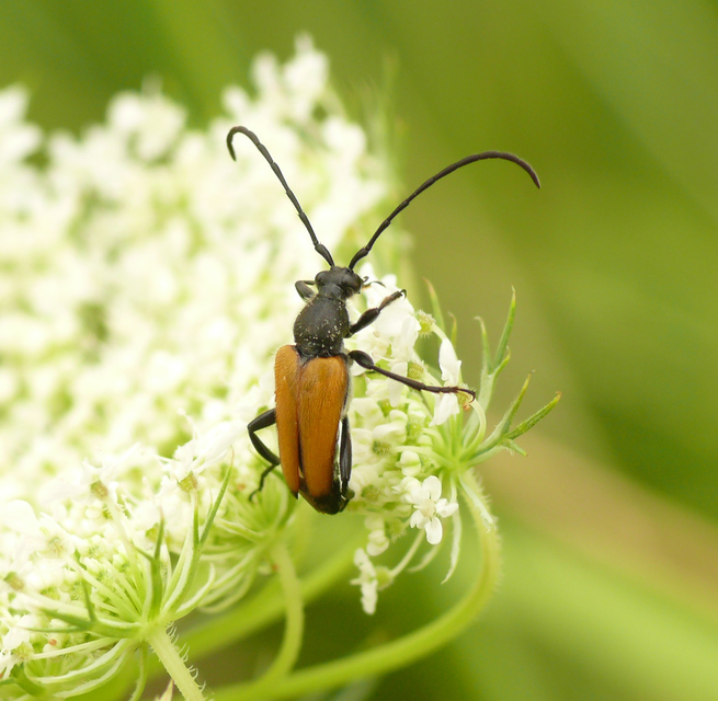 Stictoleptura fulva - vörhenyes virágcincér