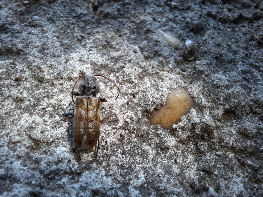 Hylotrupes bajulus - házicincér