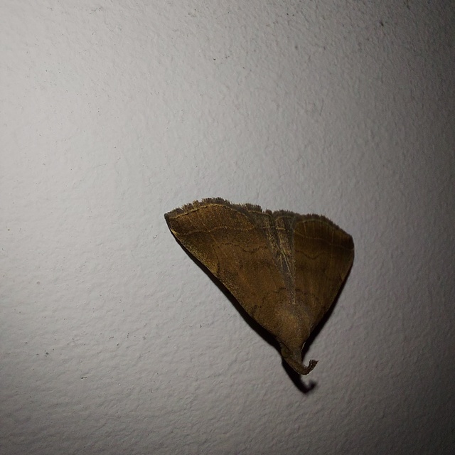 Pechipogo plumigeralis - tollascsápú karcsúbagoly