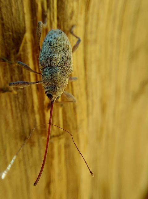 Curculio elephas - gesztenyezsuzsóka