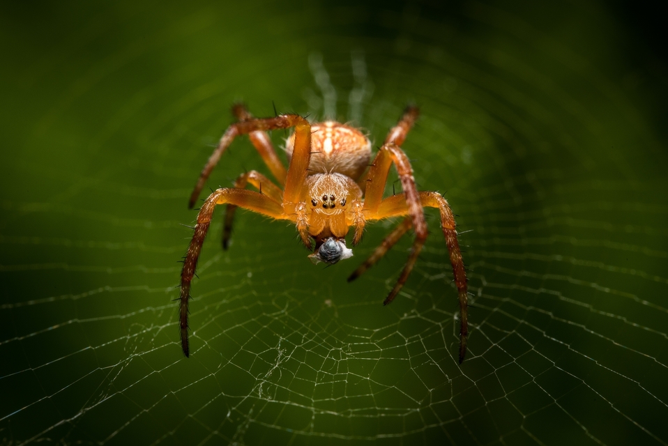 Araneus diadematus - koronás keresztespók