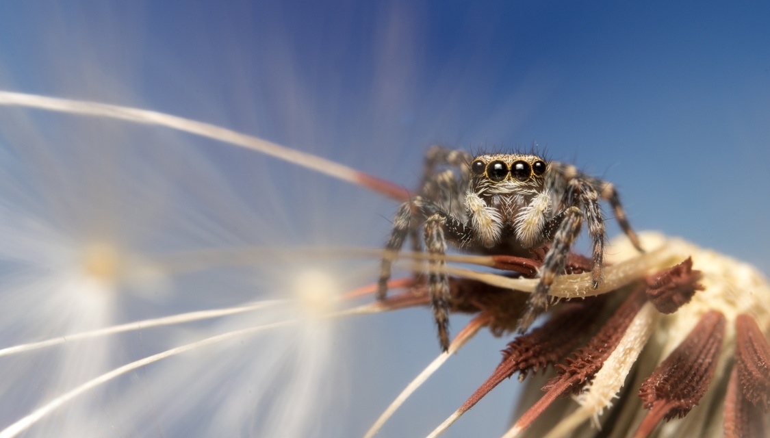 Pseudeuophrys lanigera - szobai ugrópók