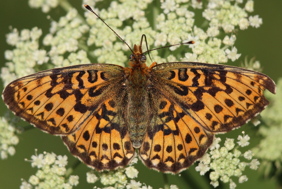 Boloria euphrosyne - árvácska-gyöngyházlepke