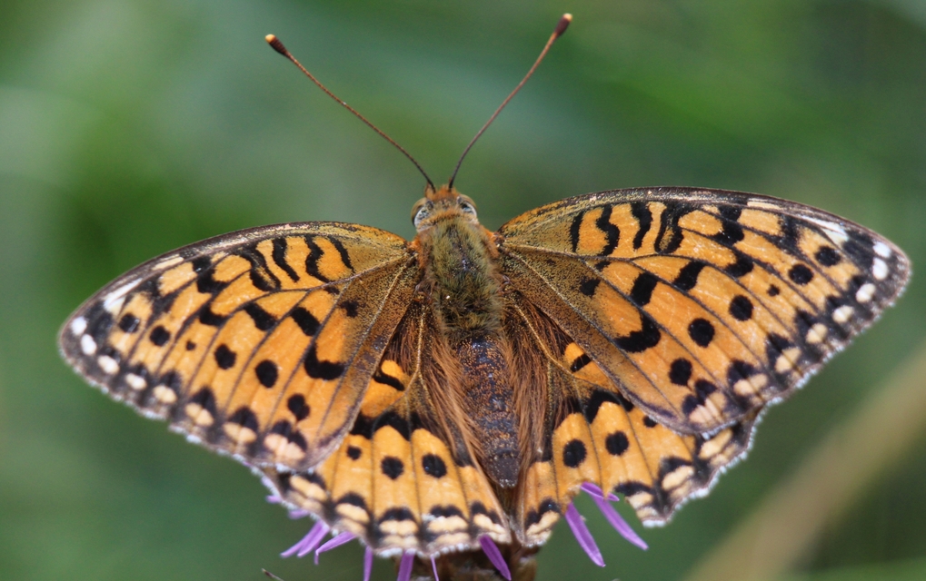 Argynnis aglaja - kerekfoltú gyöngyházlepke