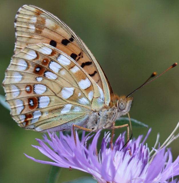 Argynnis adippe - ezüstös gyöngyházlepke