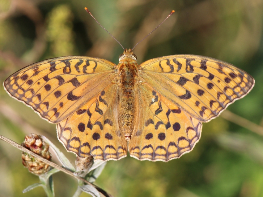 Argynnis adippe - ezüstös gyöngyházlepke