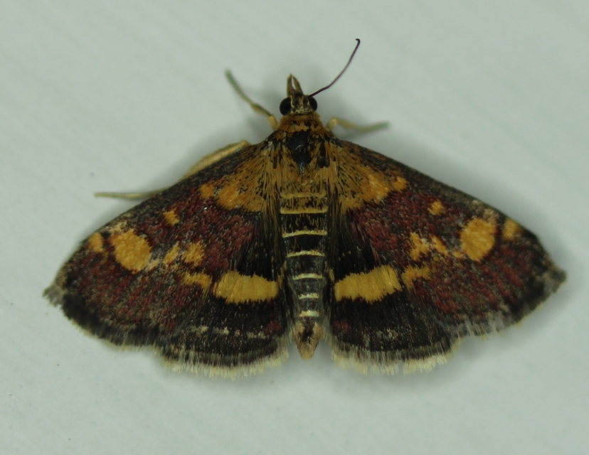 Pyrausta aurata - aranyló bíbormoly