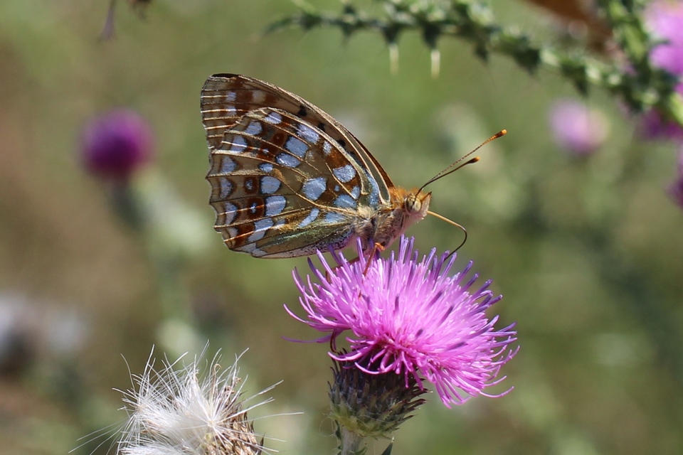 Argynnis adippe - ezüstös gyöngyházlepke