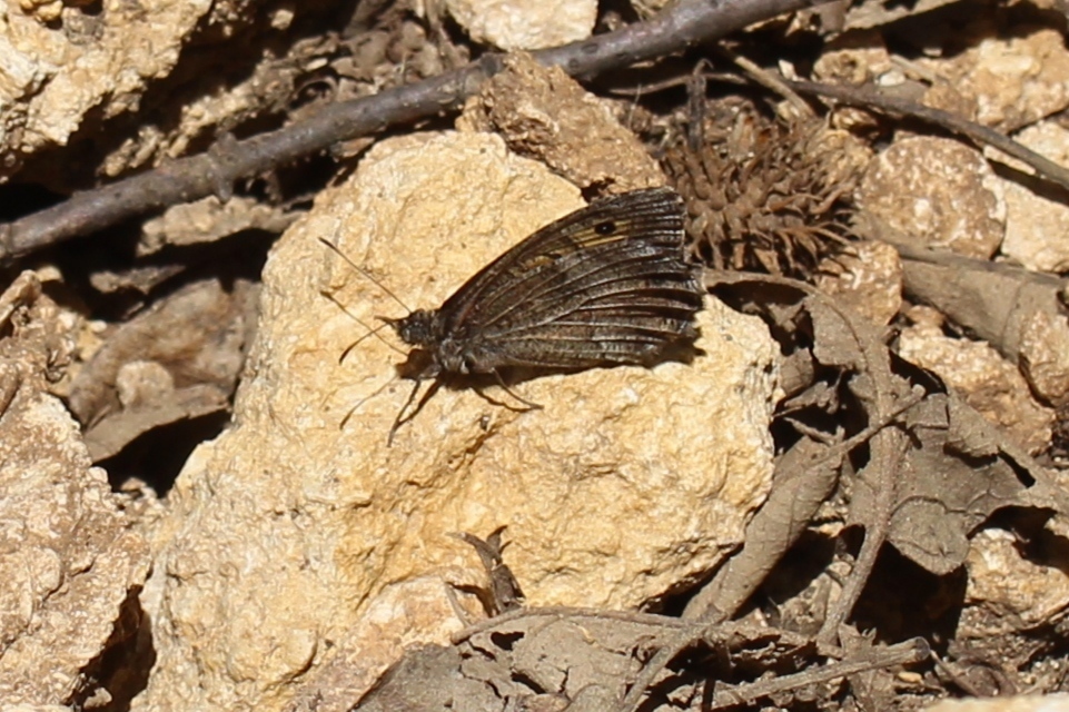 Arethusana arethusa - közönséges szemeslepke
