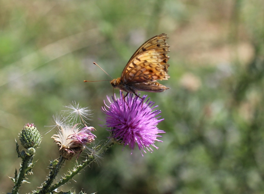 Argynnis adippe - ezüstös gyöngyházlepke