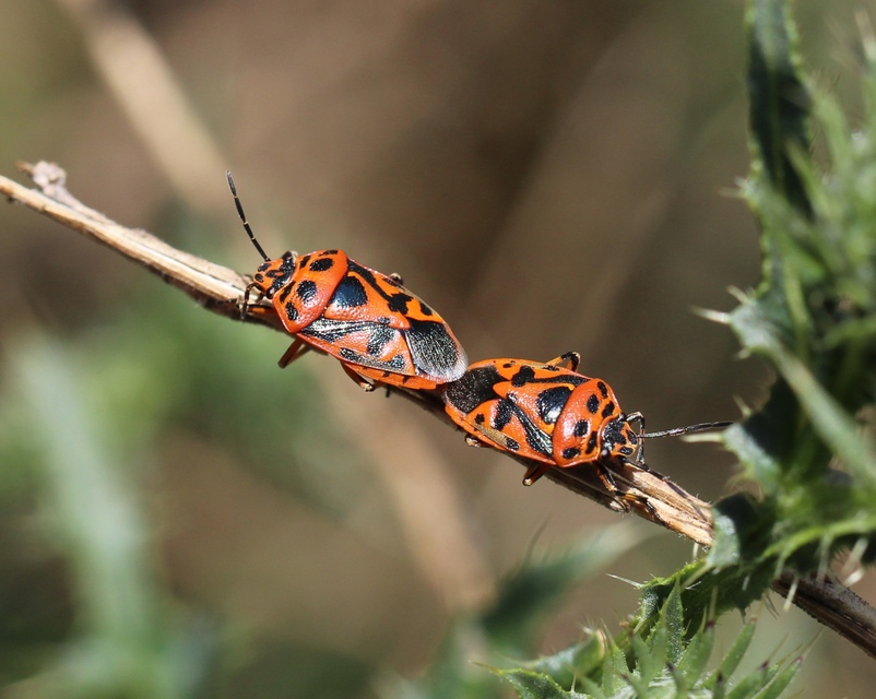Eurydema