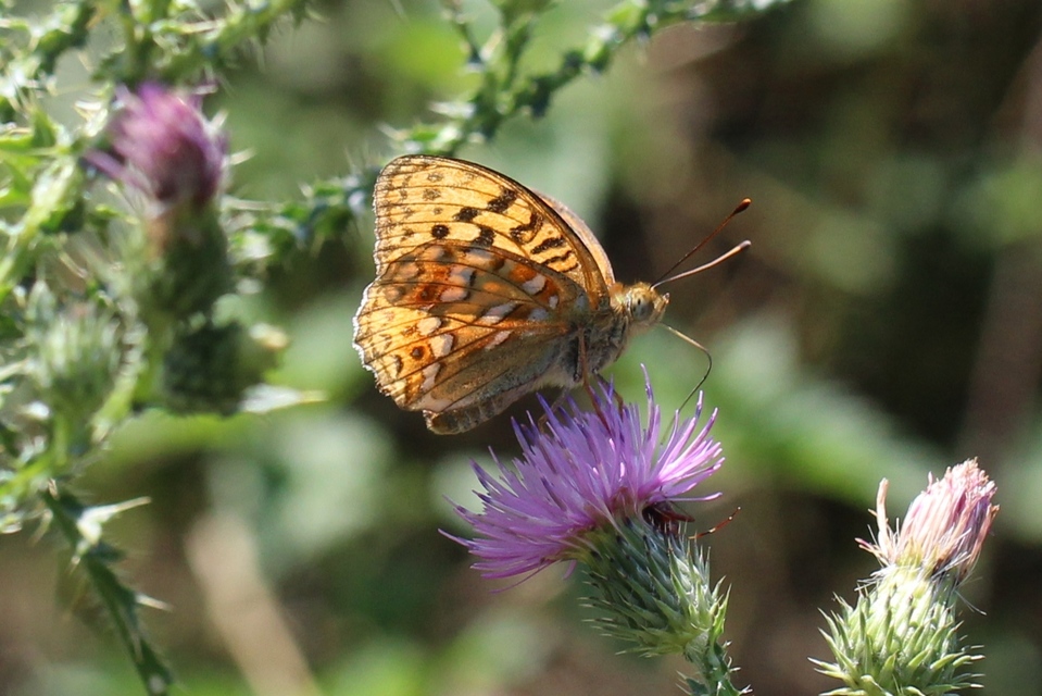 Argynnis adippe - ezüstös gyöngyházlepke