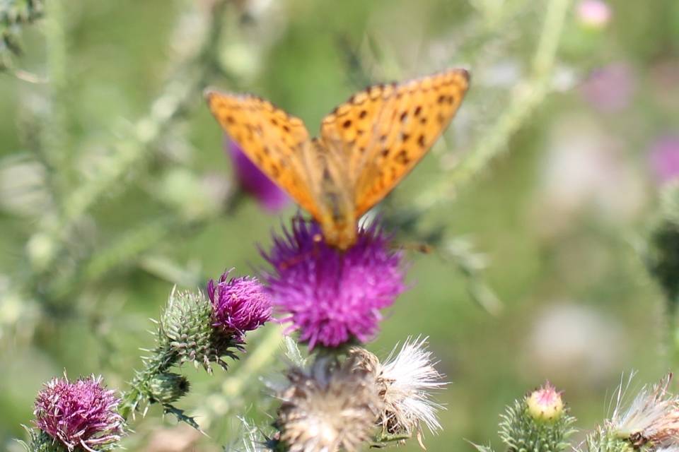 Argynnis adippe - ezüstös gyöngyházlepke