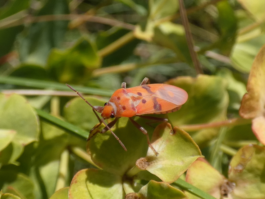Lygaeus equestris - közönséges lovagbodobács