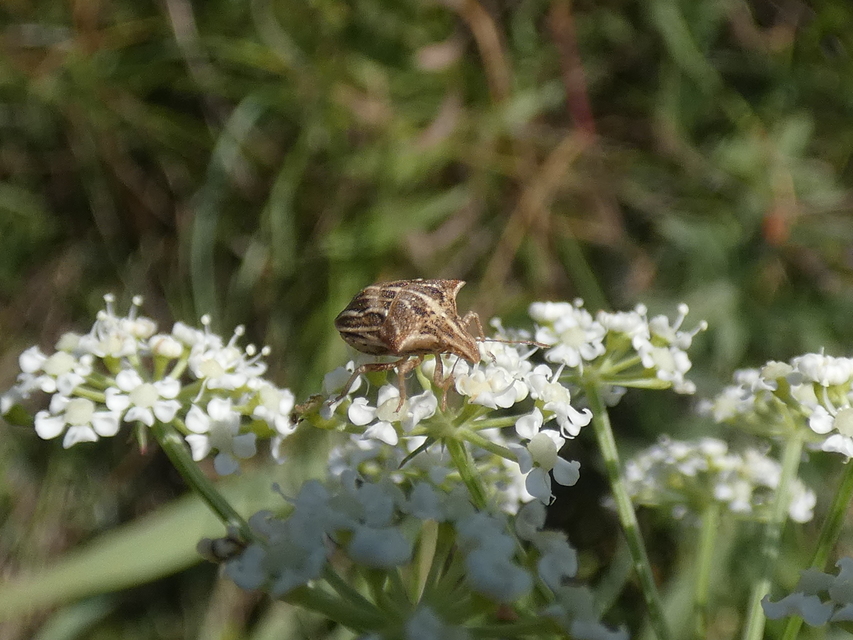 Ancyrosoma leucogrammes - vállas poloska