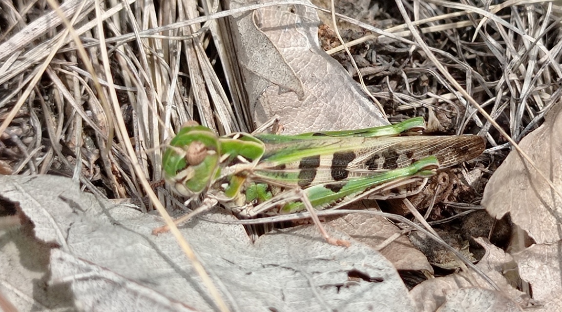 Oedaleus decorus - szalagos sáska