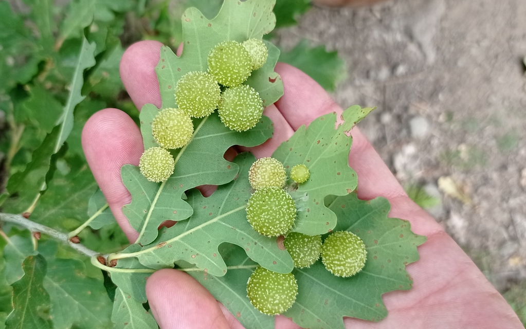 Cynips quercusfolii - golyógubacsdarázs