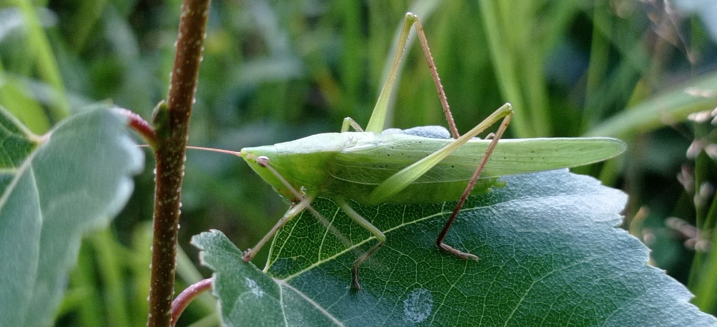 Ruspolia nitidula - nagy kúpfejűszöcske