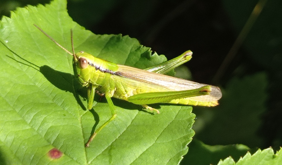 Mecostethus parapleurus - hagymazöld sáska
