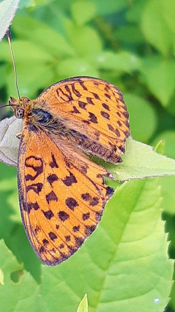 Brenthis daphne - málna-gyöngyházlepke