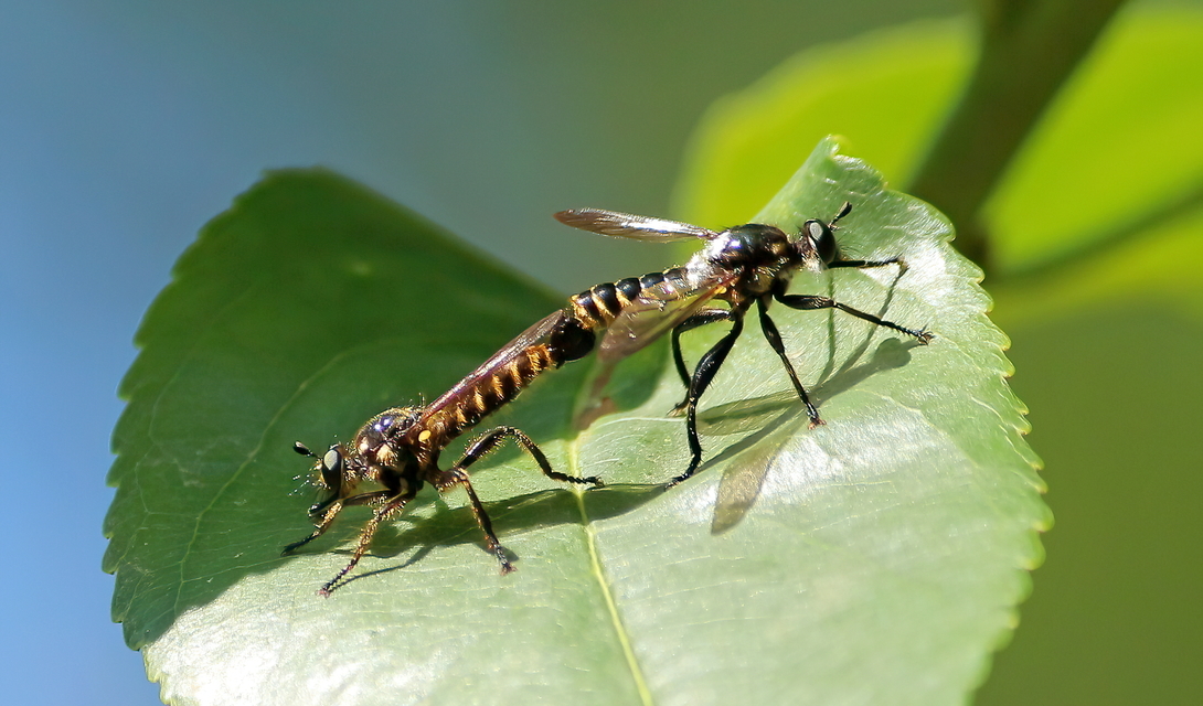 Choerades fimbriata/fulva
