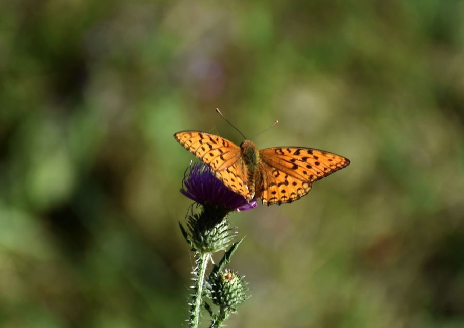 Argynnis adippe - ezüstös gyöngyházlepke