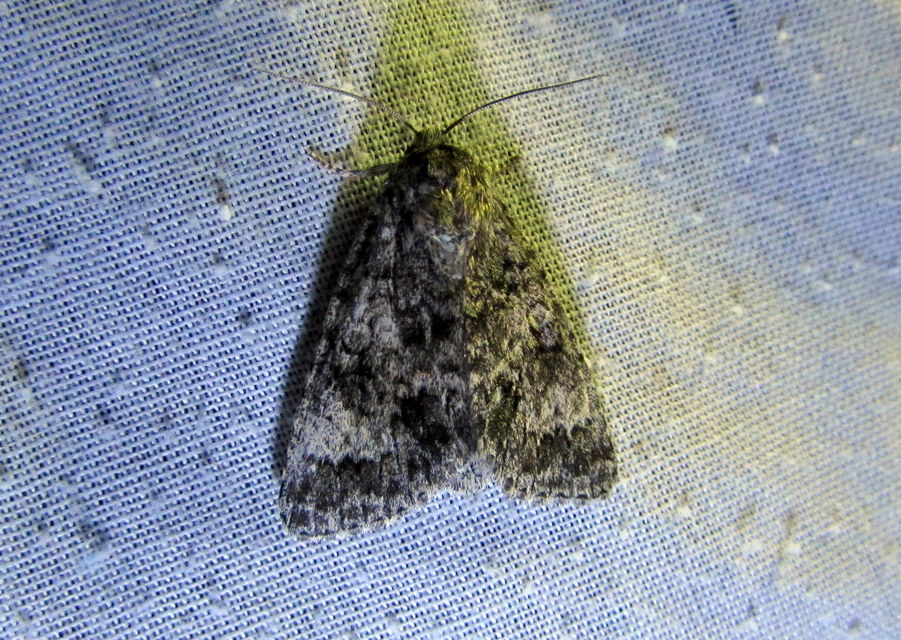Acronicta megacephala - nagyfejű szigonyosbagoly