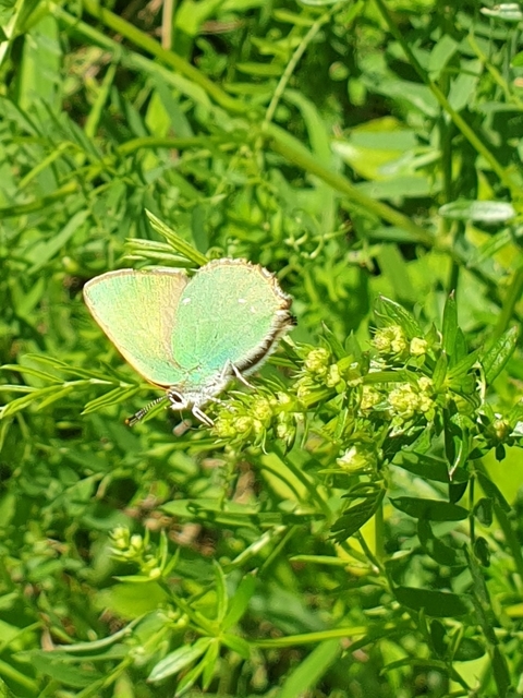 Callophrys rubi - zöldfonákú lepke