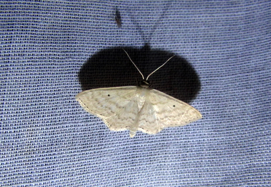 Scopula corrivalaria - lápi apróaraszoló