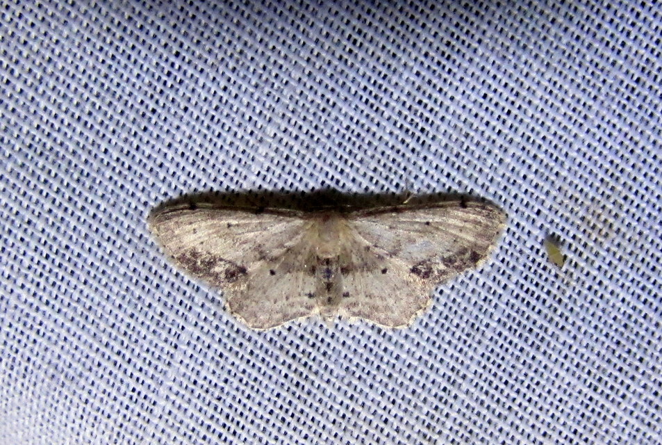 Idaea dimidiata - gyakori apróaraszoló