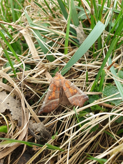 Scoliopteryx libatrix - vörös csipkésbagoly