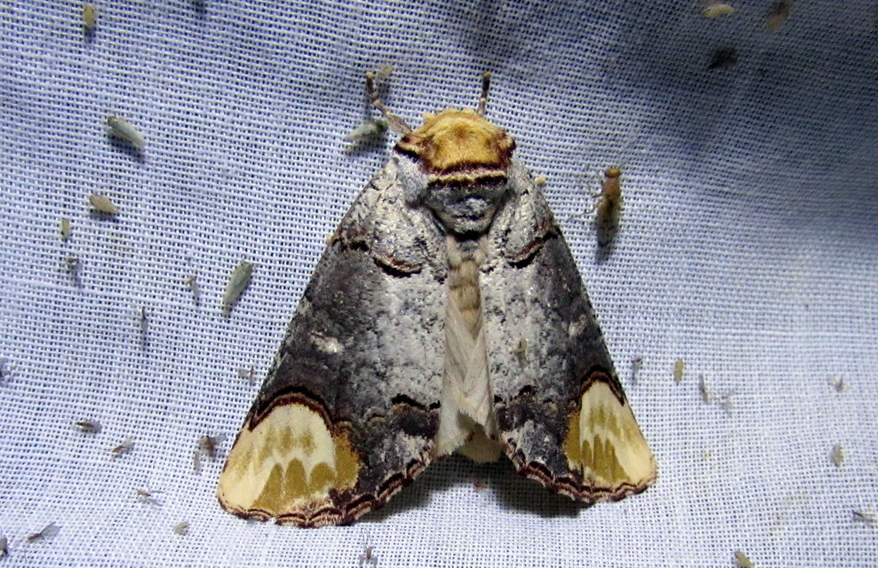 Phalera bucephala - sárgafoltos púposszövő