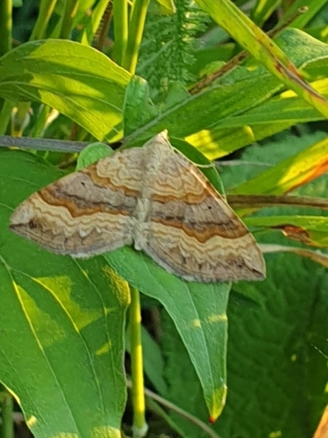 Scotopteryx chenopodiata - libatop-araszoló
