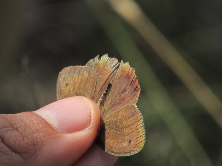 Hyponephele lupina - homoki ökörszemlepke