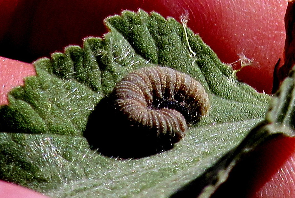 Carcharodus alceae - mályva-busalepke
