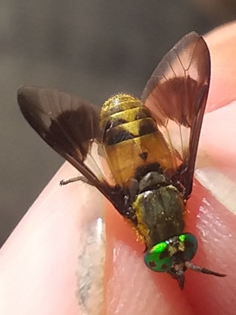 Chrysops