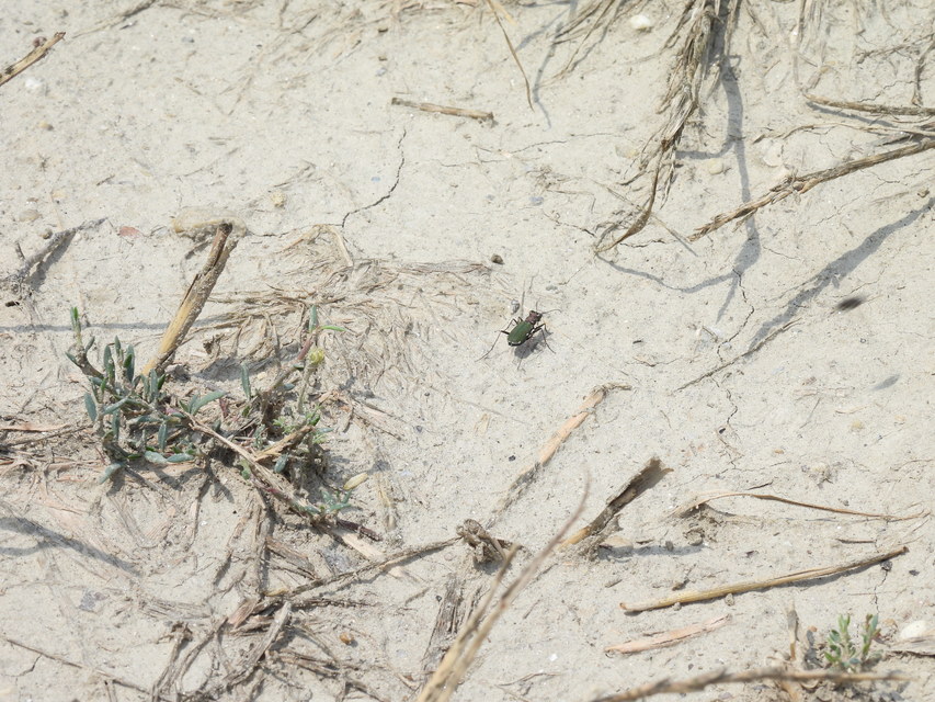 Cylindera germanica - parlagi homokfutrinka