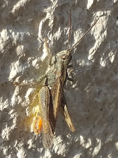 Chorthippus mollis - halk tarlósáska