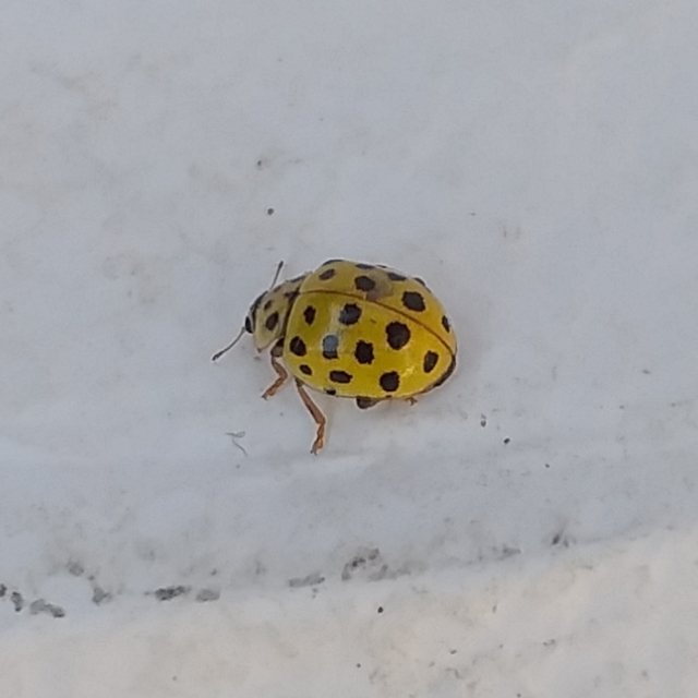 Psyllobora vigintiduopunctata - huszonkétpettyes katica