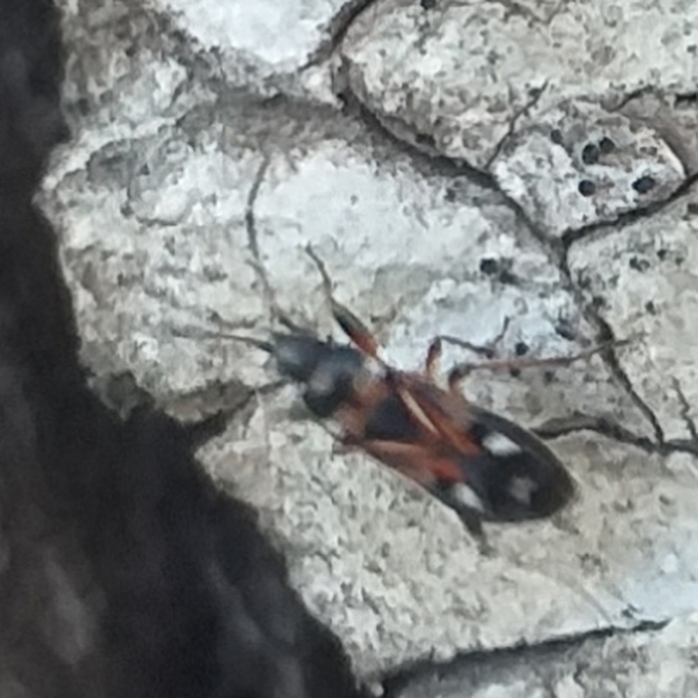 Raglius alboacuminatus - tarka díszesbodobács
