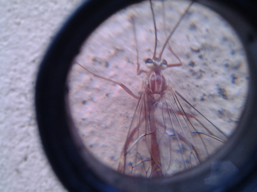 Ophion obscuratus