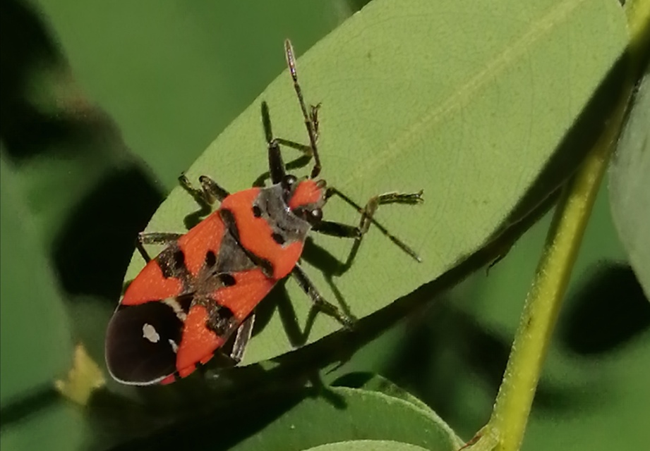 Lygaeus equestris - közönséges lovagbodobács